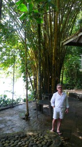 Big yellow bamboo