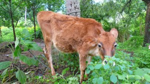 One of John and Ayesha precious babies