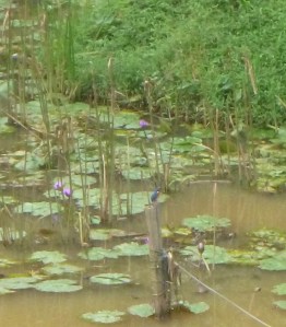 Kingfisher on a post. 