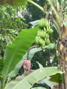 Bananas with flower and chipmunk feeding on nectar