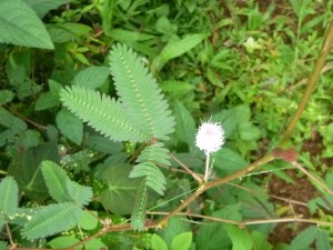 Mimosa (touch me not flower)
