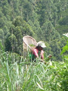 Tamil Tea Picker