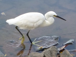 Egret