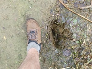 The hole left by Linda's foot (cow poo).