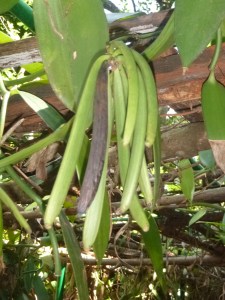 vanilla pod 