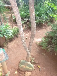 Cinnamon