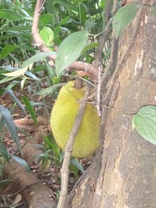 Jack fruit
