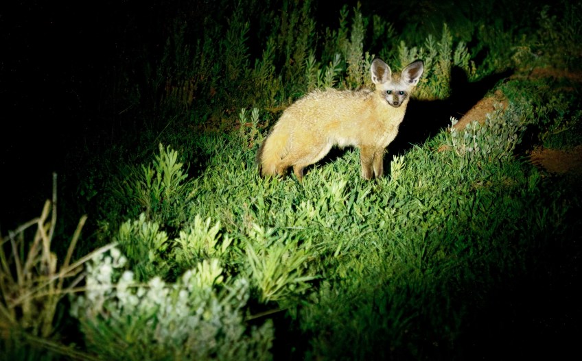 Bat Eared Fox, which eats insects. Not a pest like othger foxes.